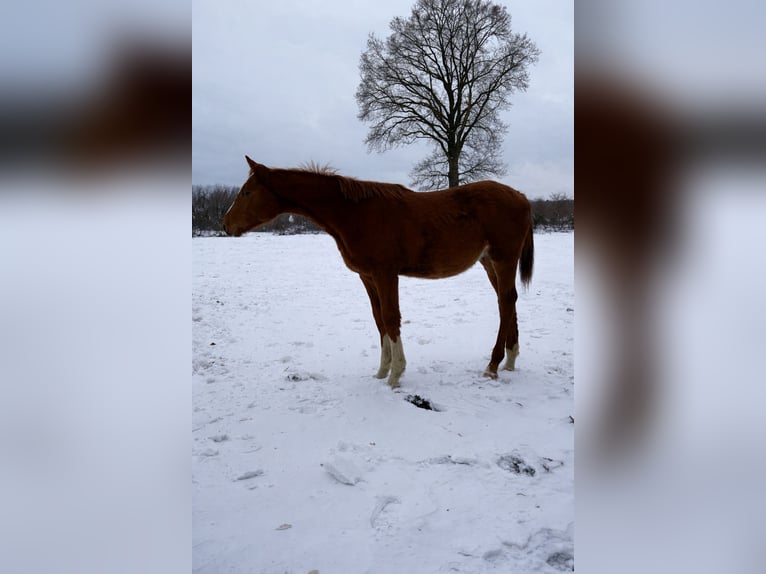 Holsteiner Étalon 1 Année 170 cm Alezan in Kellinghusen