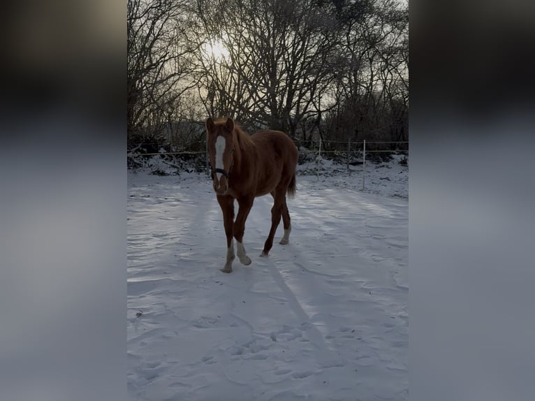 Holsteiner Étalon 1 Année 170 cm Alezan in Kellinghusen