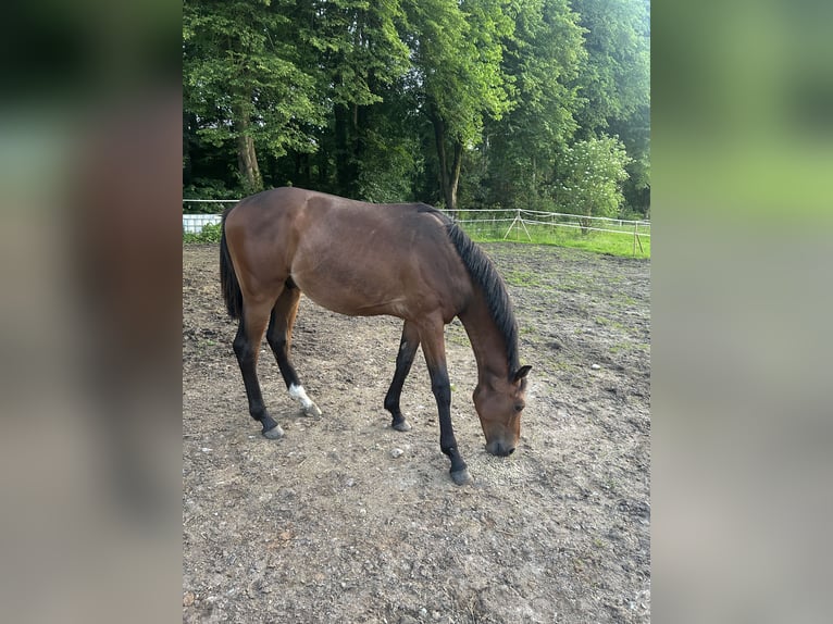 Holsteiner Étalon 1 Année 170 cm Bai in Sehestedt