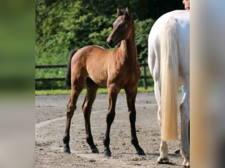 Holsteiner Étalon 1 Année 170 cm Gris in Bovenau