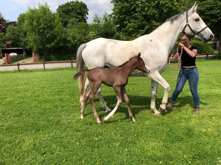Holsteiner Étalon 1 Année 170 cm Gris in Wöhrden