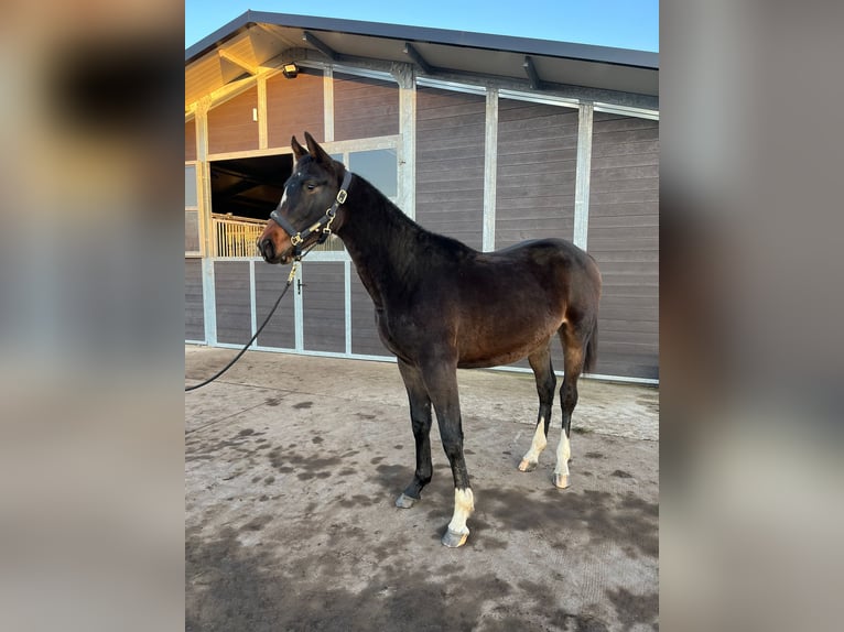 Holsteiner Étalon 1 Année 175 cm Bai brun foncé in Bronków