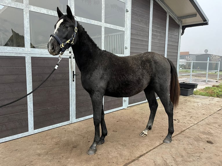 Holsteiner Étalon 1 Année 175 cm Peut devenir gris in Bronków