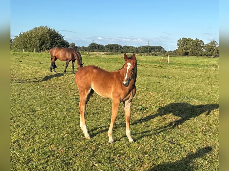 Holsteiner Étalon 1 Année Alezan in Mildstedt