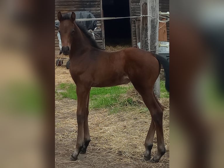 Holsteiner Étalon 1 Année Bai brun in Heidgraben