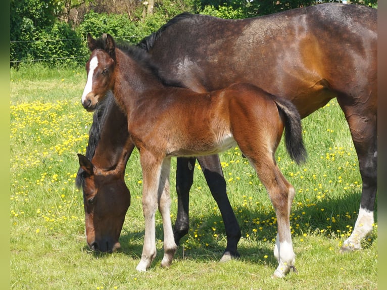 Holsteiner Étalon 1 Année Bai brun in Kaiser-Wilhelm-Koog