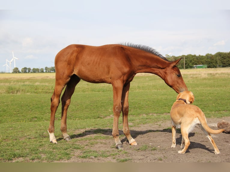 Holsteiner Étalon 1 Année Bai in Borsfleth