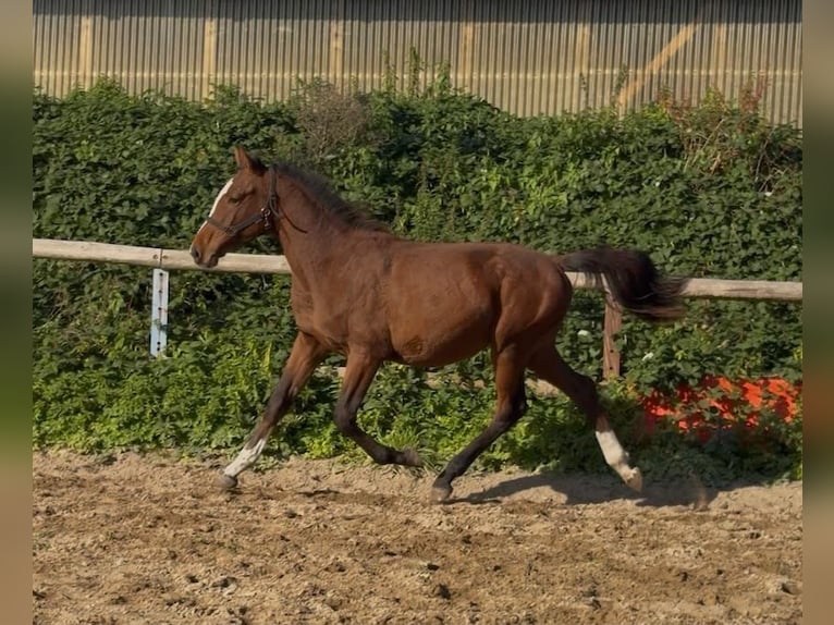 Holsteiner Étalon 1 Année Bai in Alveslohe