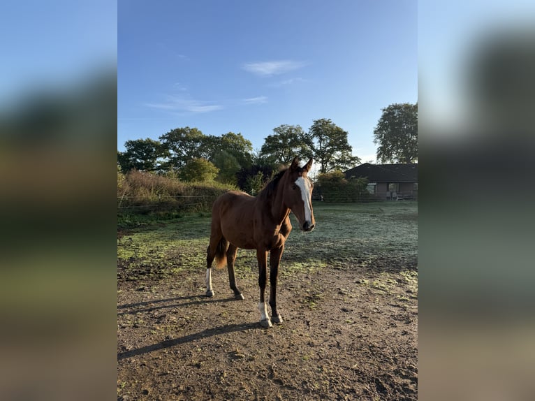 Holsteiner Étalon 1 Année Bai in Alveslohe