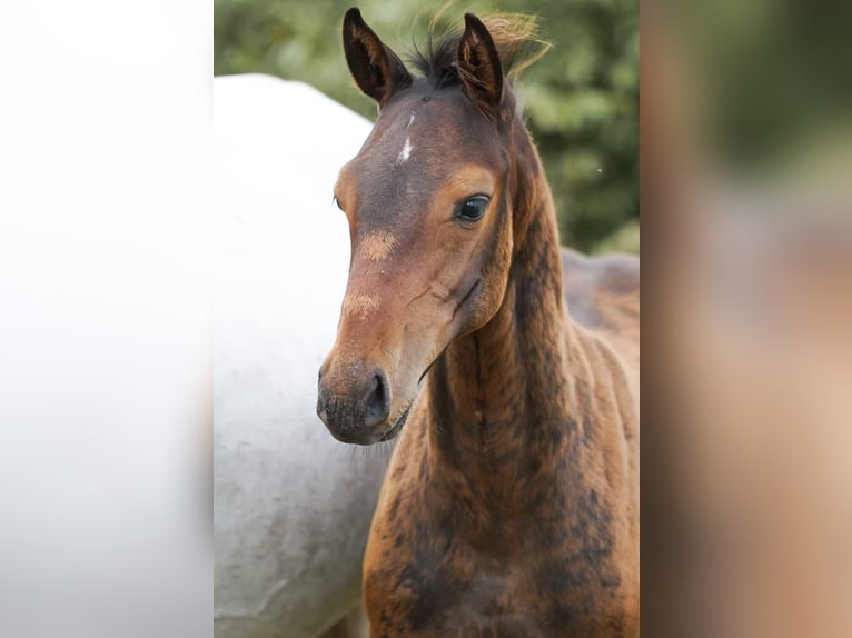 Holsteiner Étalon 1 Année Bai in Hörup