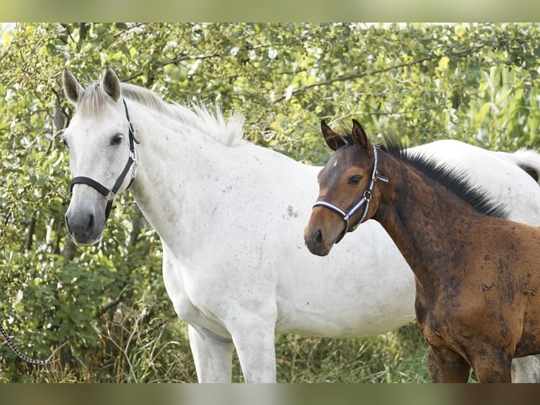 Holsteiner Étalon 1 Année Bai in Hörup