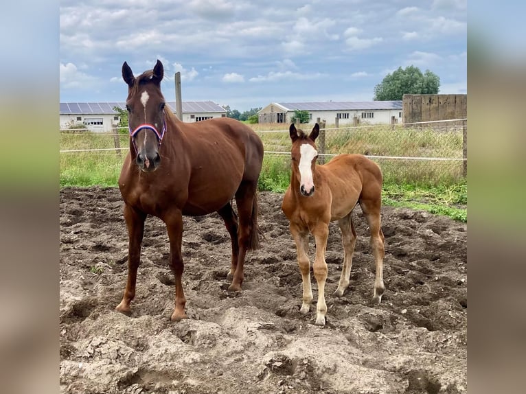 Holsteiner Étalon 1 Année Bai in Marisfeld