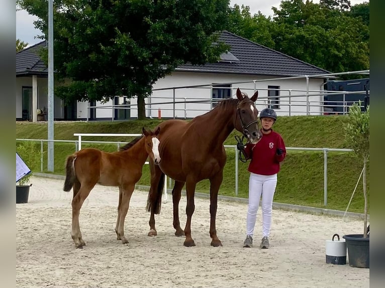 Holsteiner Étalon 1 Année Bai in Marisfeld