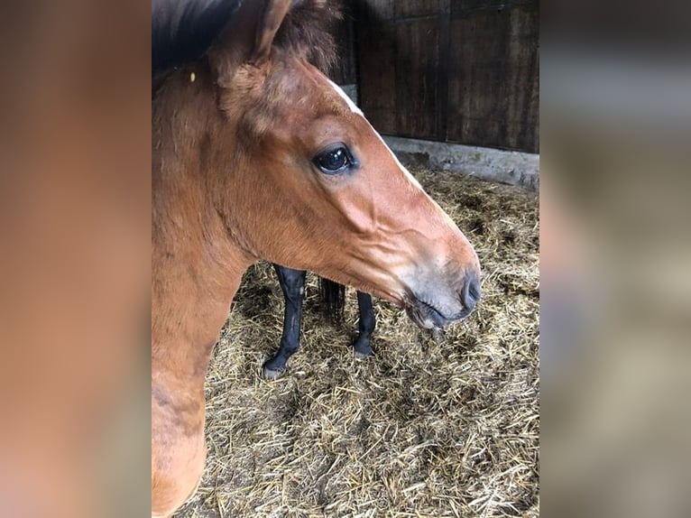 Holsteiner Étalon 1 Année Bai in Windeby