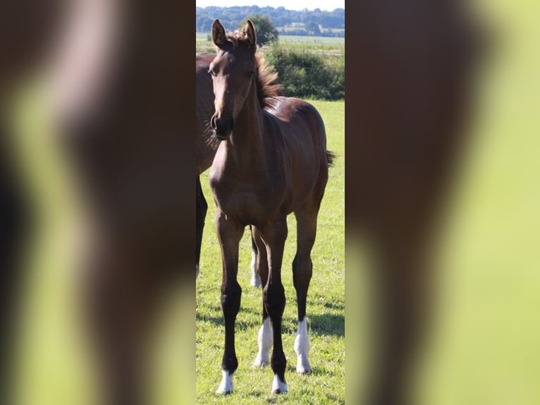 Holsteiner Étalon 1 Année Bai clair in Behrendorf