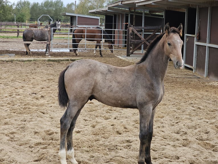 Holsteiner Étalon 1 Année Gris in Nettetal