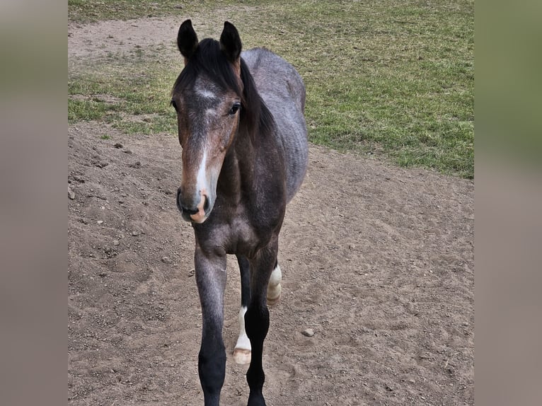 Holsteiner Étalon 1 Année Gris in Nettetal