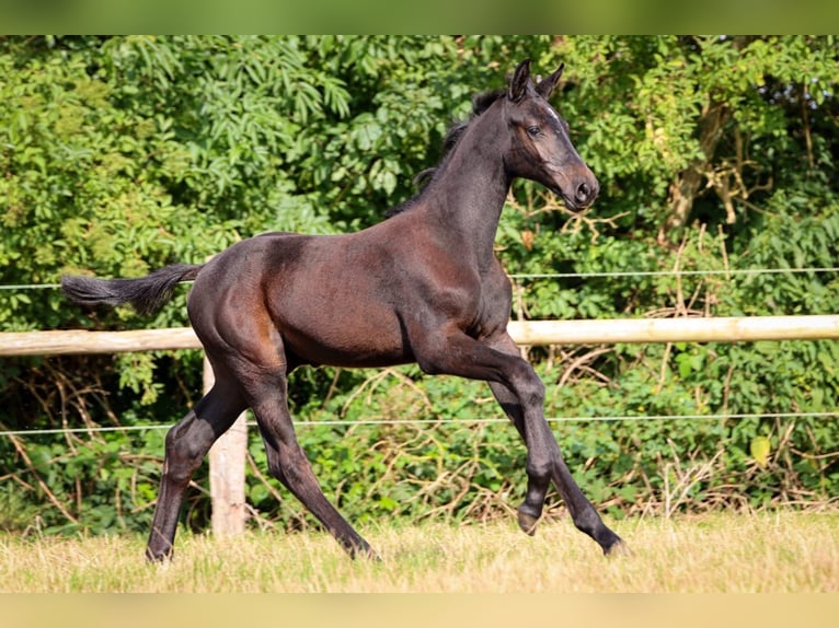 Holsteiner Étalon 1 Année Gris in Fehrenbötel