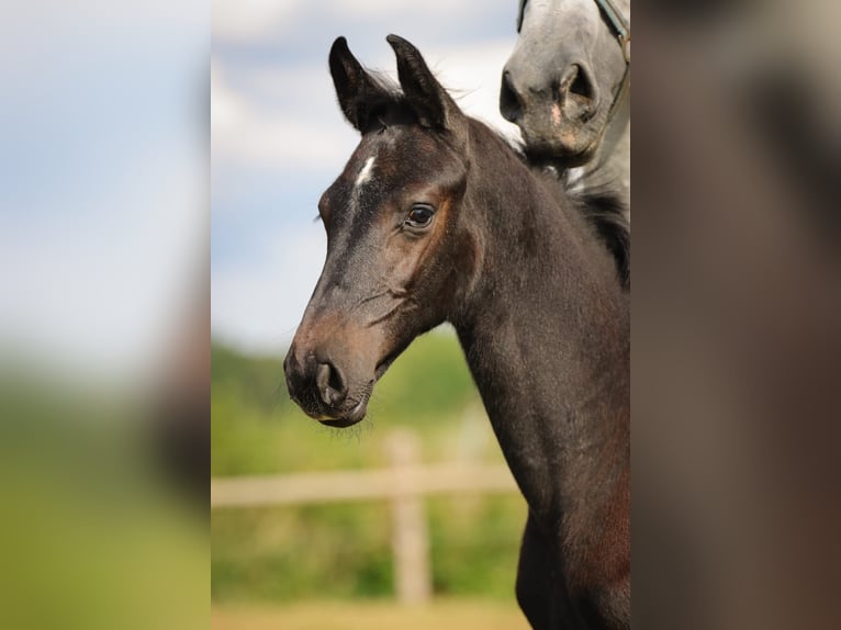 Holsteiner Étalon 1 Année Gris in Fehrenbötel