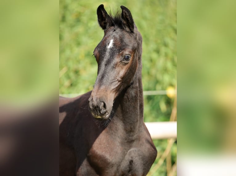 Holsteiner Étalon 1 Année Gris in Fehrenbötel