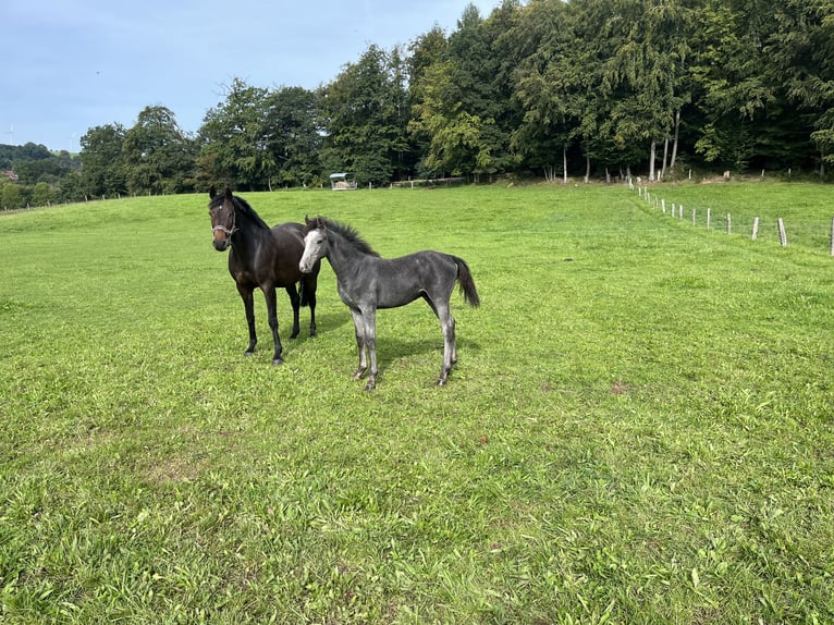 Holsteiner Étalon 1 Année Gris noir in Beckingen