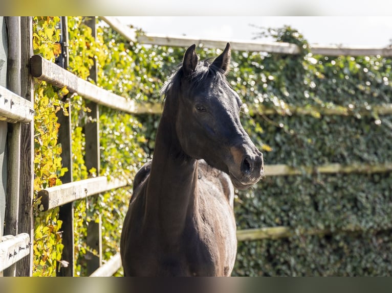 Holsteiner Étalon 2 Ans 155 cm Bai brun in Waddinxveen