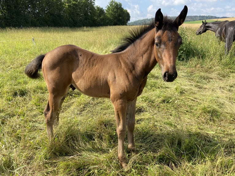 Holsteiner Étalon 2 Ans 155 cm Bai in Kabelsketal