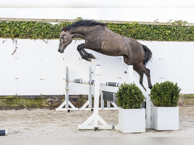 Holsteiner Étalon 2 Ans 155 cm Gris in Waddinxveen