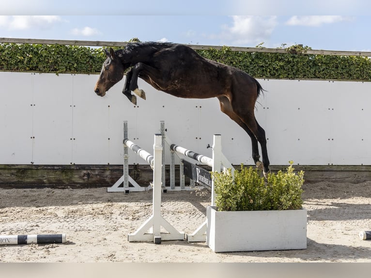 Holsteiner Étalon 2 Ans 157 cm Bai in Waddinxveen