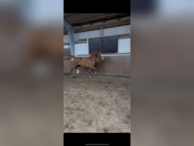 Holsteiner Étalon 2 Ans 161 cm Alezan in Kollmar
