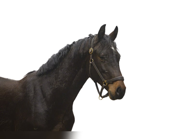 Holsteiner Étalon 2 Ans 161 cm Bai brun in Waddinxveen