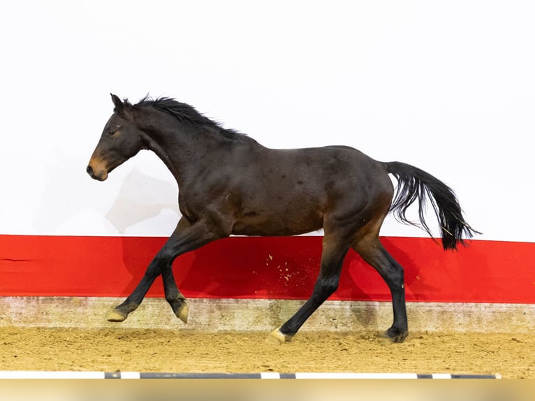 Holsteiner Étalon 2 Ans 161 cm Bai brun in Waddinxveen