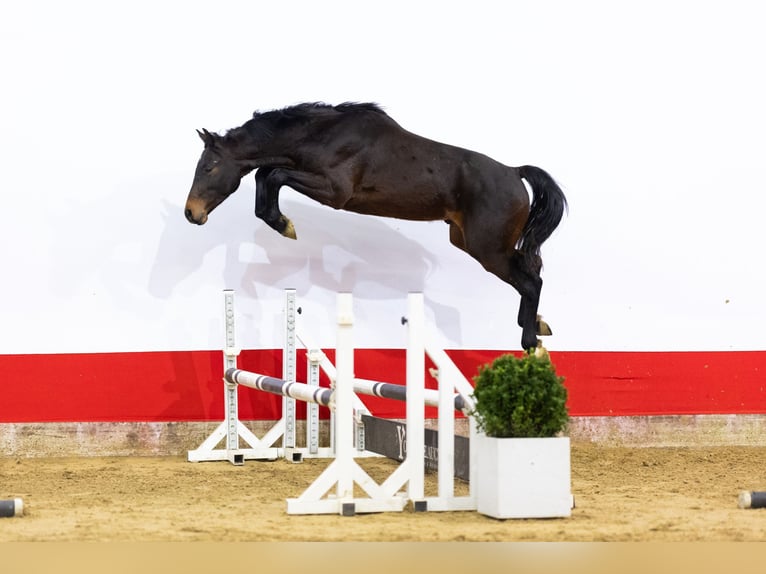 Holsteiner Étalon 2 Ans 161 cm Bai brun in Waddinxveen