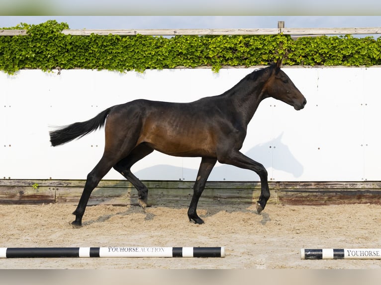 Holsteiner Étalon 2 Ans 162 cm Bai brun in Waddinxveen