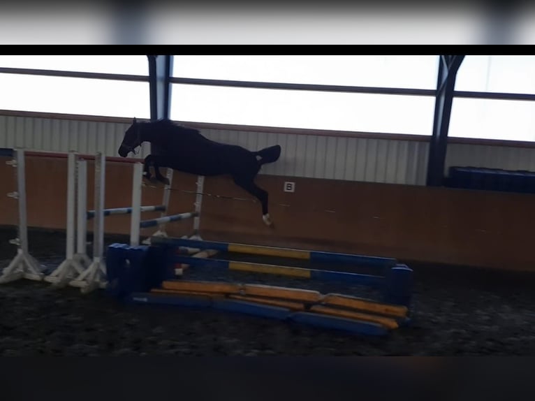 Holsteiner Étalon 2 Ans 162 cm Bai brun foncé in Kaiser-Willhelm-Koog