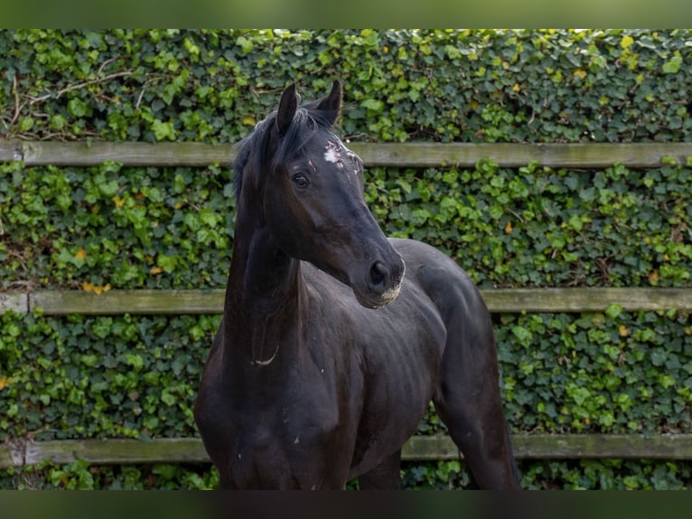 Holsteiner Étalon 2 Ans 163 cm  in Waddinxveen