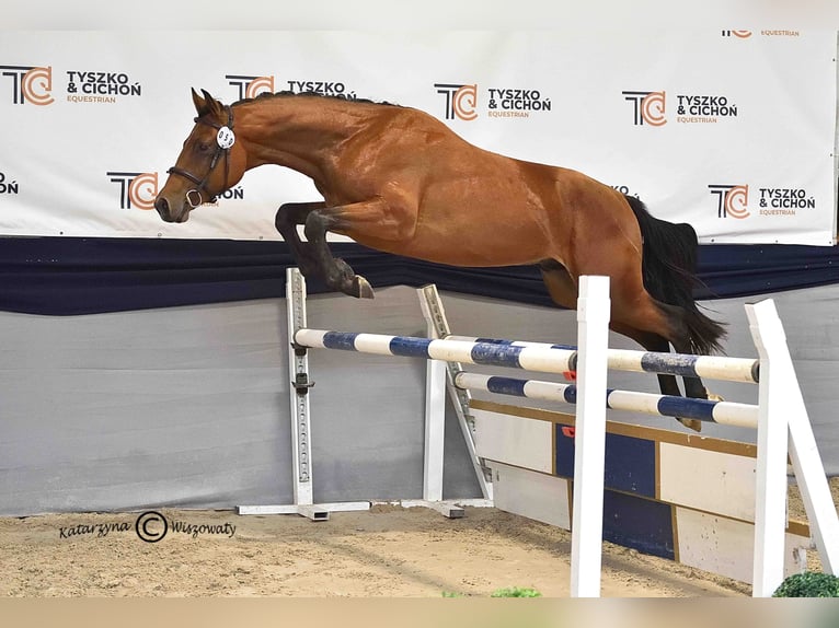 Holsteiner Étalon 2 Ans 164 cm Bai in Nowy S&#x105;cz