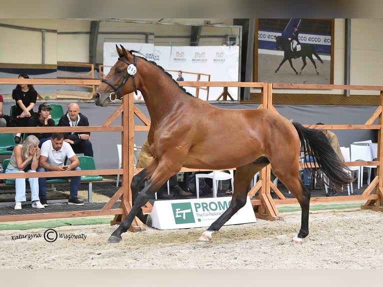 Holsteiner Étalon 2 Ans 164 cm Bai in Nowy S&#x105;cz