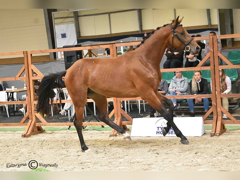 Holsteiner Étalon 2 Ans 164 cm Bai in Nowy S&#x105;cz