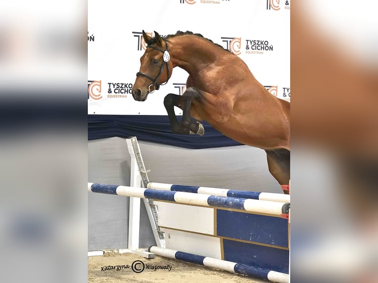 Holsteiner Étalon 2 Ans 164 cm Bai in Nowy S&#x105;cz