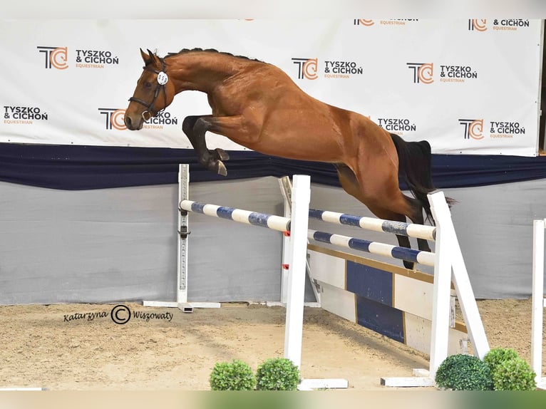 Holsteiner Étalon 2 Ans 164 cm Bai in Nowy S&#x105;cz