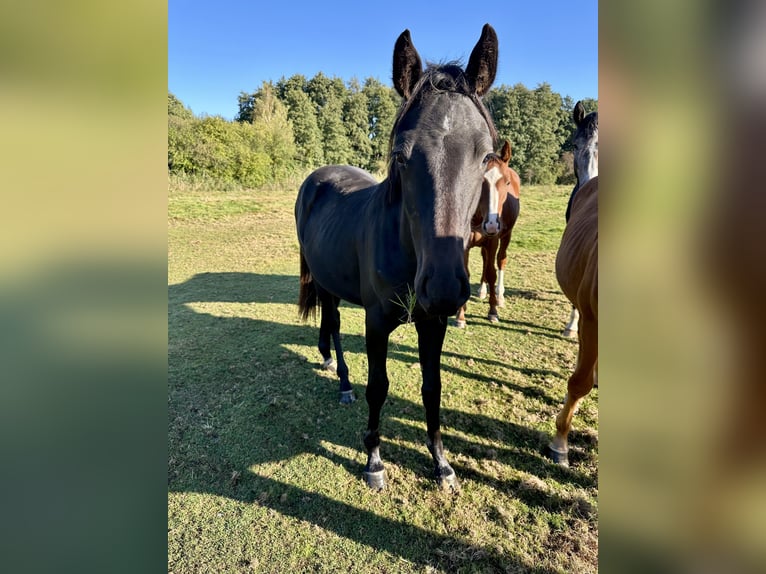 Holsteiner Étalon 2 Ans 165 cm Bai brun foncé in Hamburg