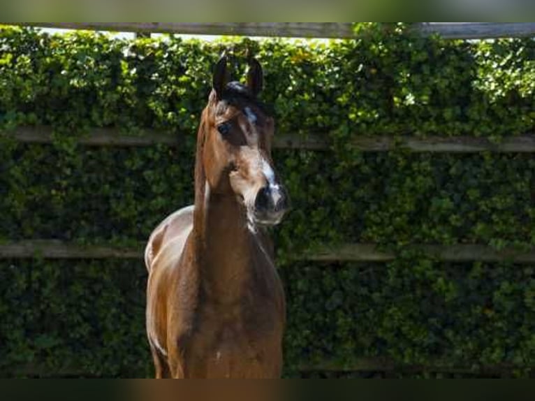 Holsteiner Étalon 2 Ans 165 cm Bai in Waddinxveen