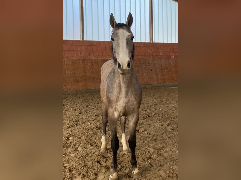 Holsteiner Étalon 2 Ans 165 cm Gris in Bargenstedt