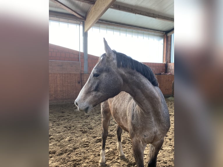Holsteiner Étalon 2 Ans 165 cm Gris in Bargenstedt