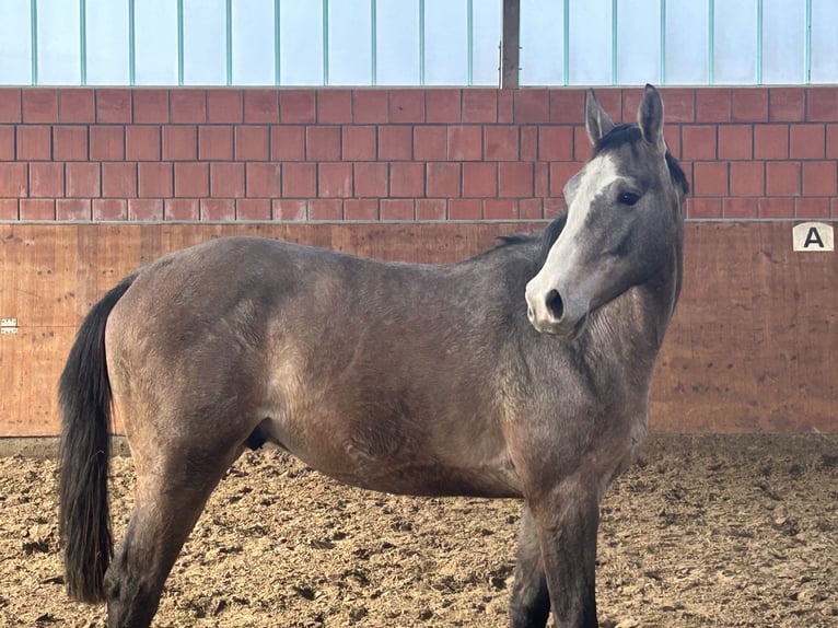 Holsteiner Étalon 2 Ans 165 cm Gris in Bargenstedt