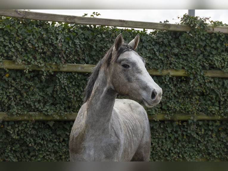 Holsteiner Étalon 2 Ans 166 cm  in Waddinxveen