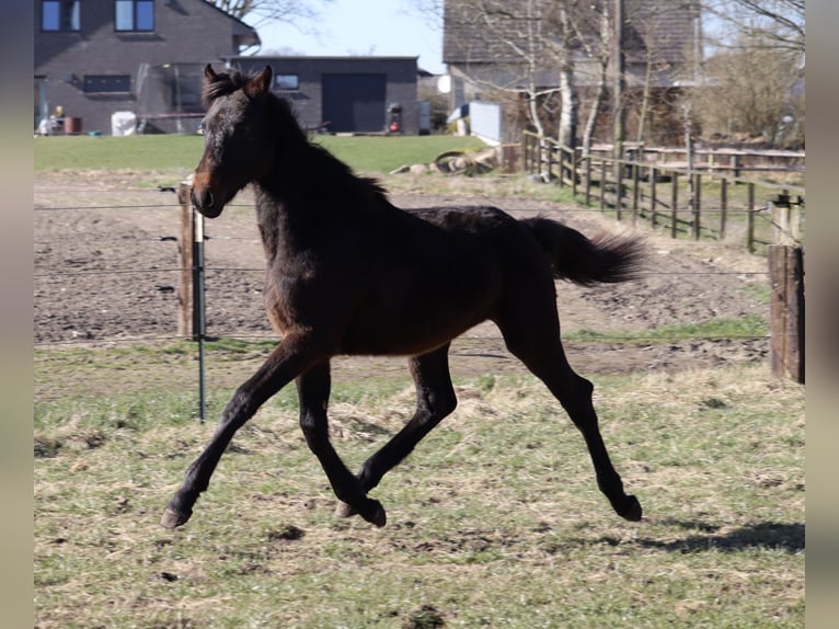 Holsteiner Étalon 2 Ans 170 cm Bai brun in Todendorf