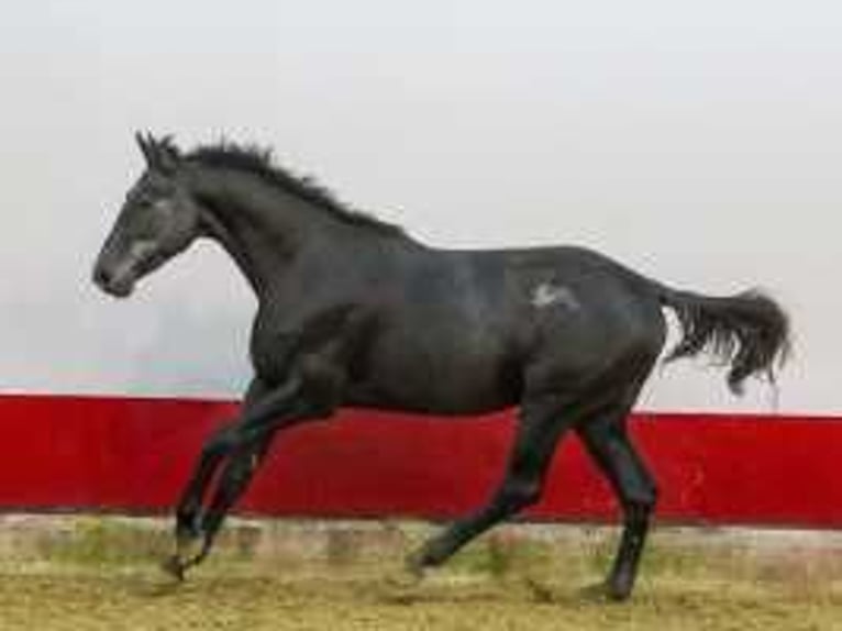 Holsteiner Étalon 2 Ans 170 cm Bai brun foncé in Waddinxveen