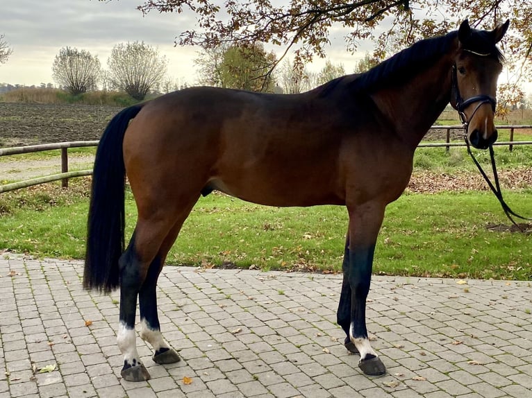 Holsteiner Étalon 2 Ans 172 cm Bai in Herzhorn